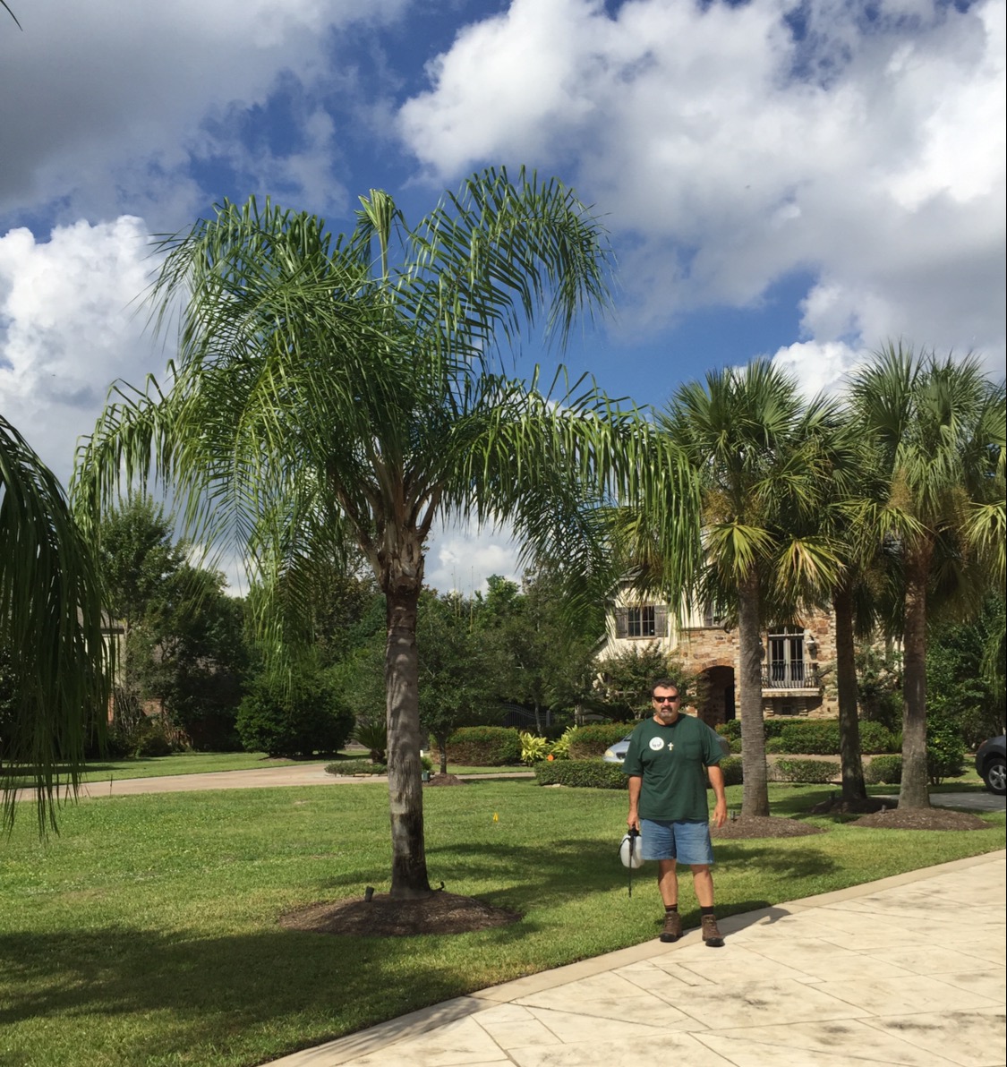 Palm Tree Treatments